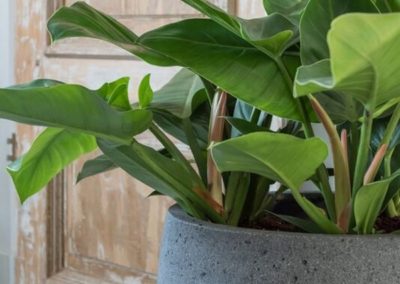 Aménagement jardin paysager