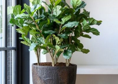 Grand pot plante arbuste Pottery Pots