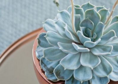 Petit pot plante rose gold