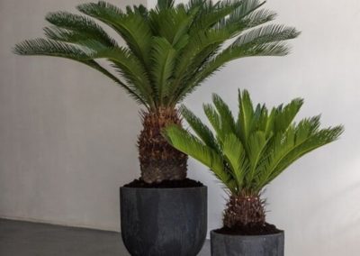 Pot palmier Pottery Pots